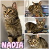 adoptable Cat in pierceton, IN named Nadia