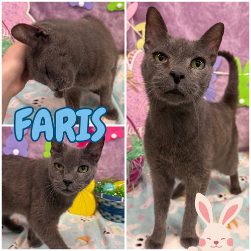 picture of the cat needing adoption