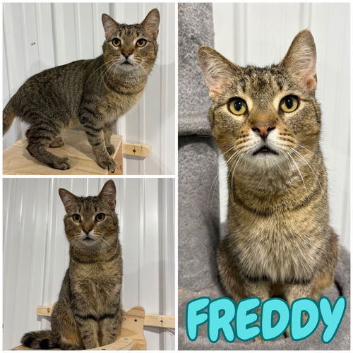 picture of the cat needing adoption