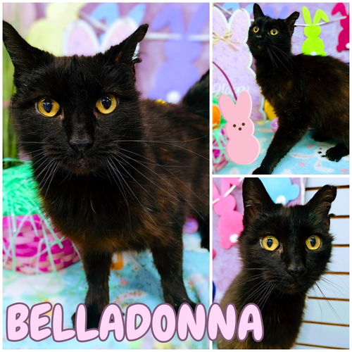 picture of the cat needing adoption