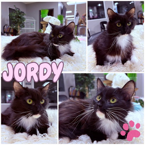 picture of the cat needing adoption