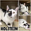 adoptable Cat in pierceton, IN named Holstein