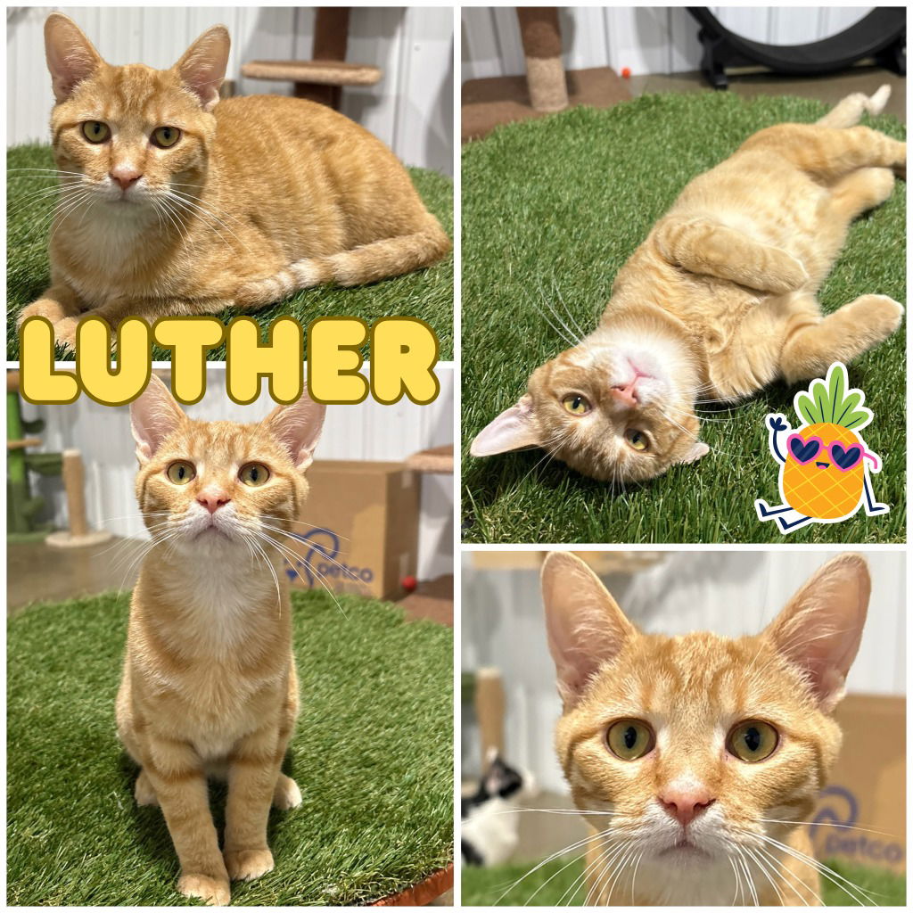 adoptable Cat in Pierceton, IN named Luther