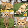 adoptable Cat in pierceton, IN named Luther