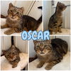 adoptable Cat in pierceton, IN named Oscar - Sponsored