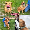 adoptable Dog in pierceton, IN named Gypsy - SPONSORED