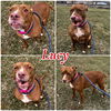 adoptable Dog in  named Lucy - SPONSORED