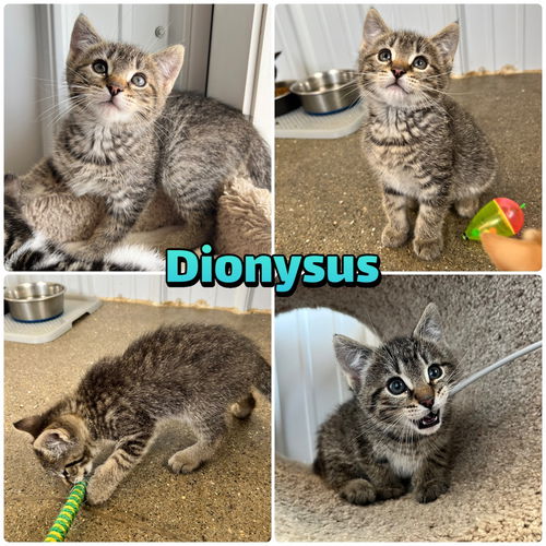 picture of the cat needing adoption
