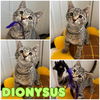 adoptable Cat in pierceton, IN named Dionysus