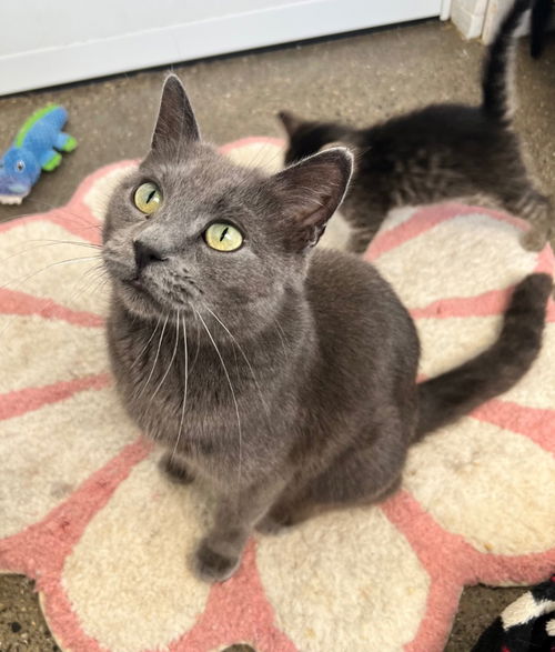 picture of the cat needing adoption