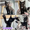 adoptable Cat in pierceton, IN named Comet - SR3