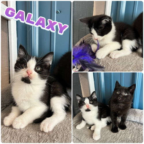 picture of the cat needing adoption