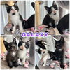 adoptable Cat in pierceton, IN named Galaxy - SR3