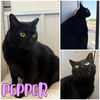 adoptable Cat in pierceton, IN named Pepper