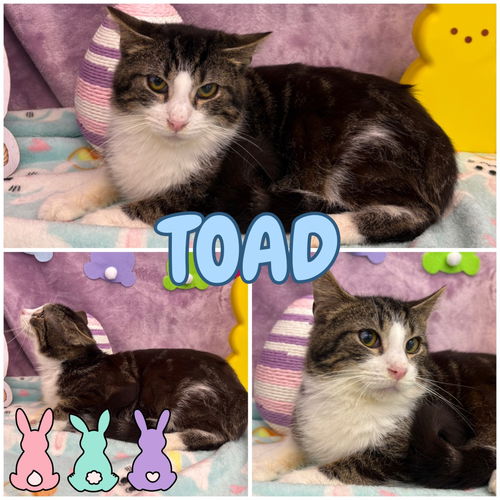 picture of the cat needing adoption