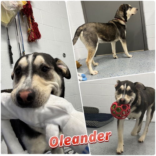 picture of the dog needing adoption