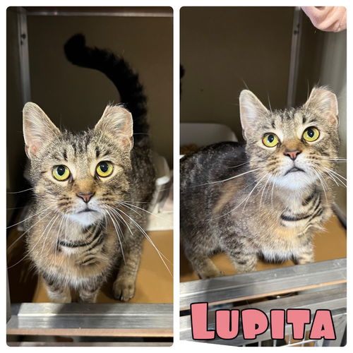 picture of the cat needing adoption