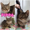 adoptable Cat in pierceton, IN named Pippa