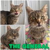 adoptable Cat in  named General