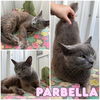 adoptable Cat in pierceton, IN named Parbella