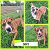 adoptable Dog in  named Chops