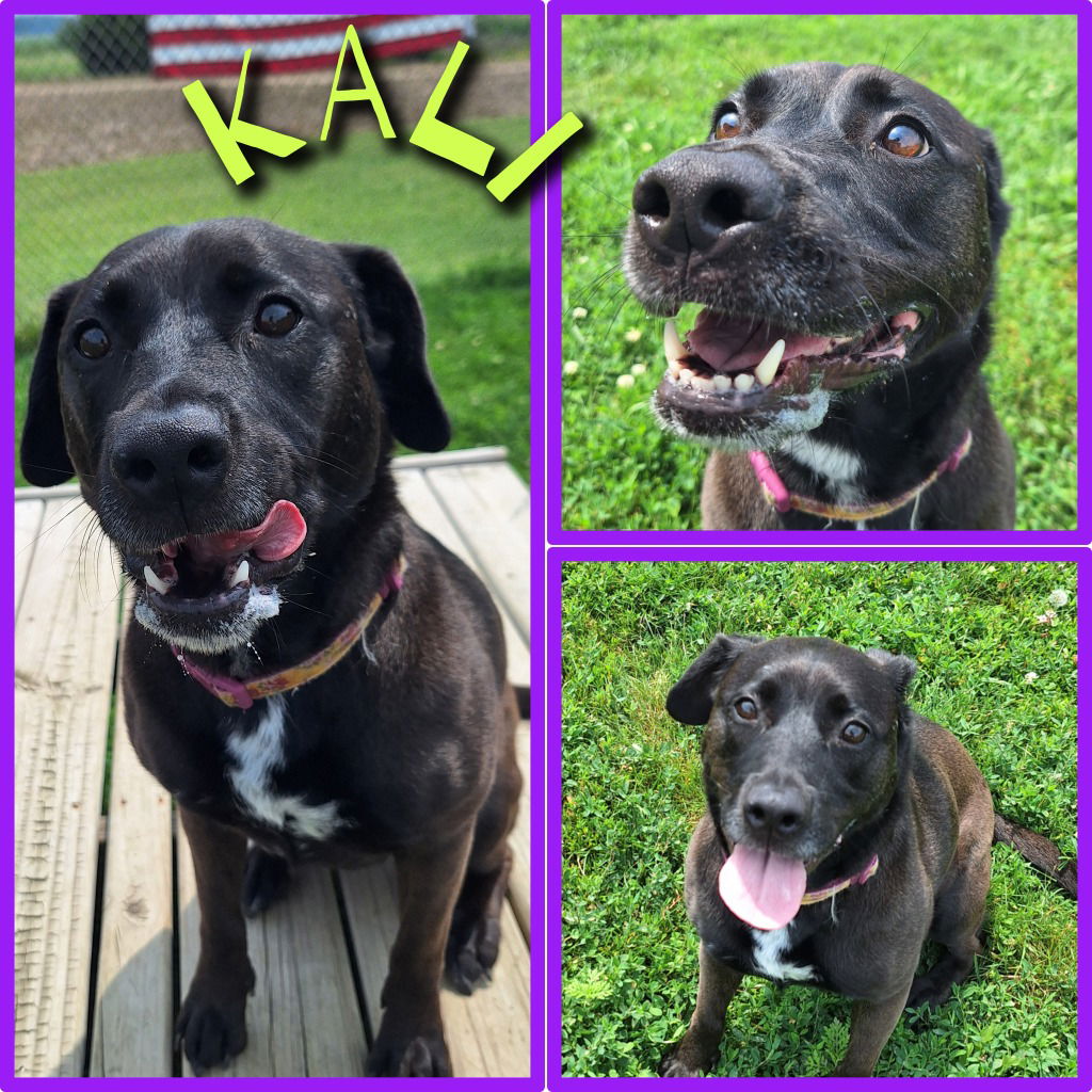 adoptable Dog in Pierceton, IN named Kali