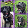 adoptable Dog in pierceton, IN named Kali