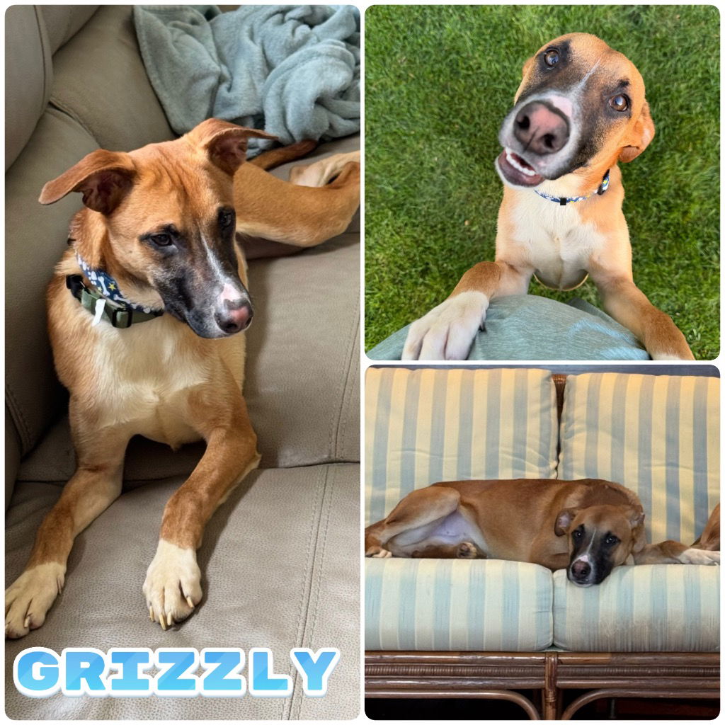 Grizzly