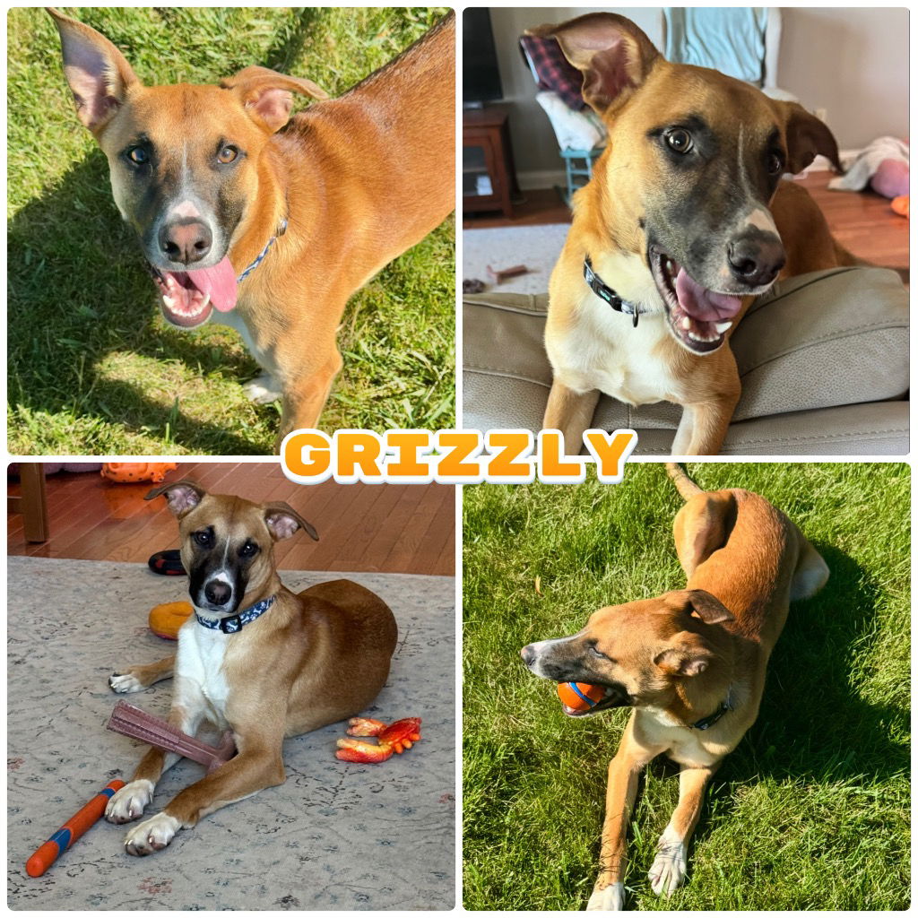 adoptable Dog in Pierceton, IN named Grizzly - Call for Appt