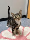 adoptable Cat in pierceton, IN named Valka