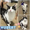 adoptable Cat in pierceton, IN named Hubert