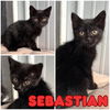adoptable Cat in pierceton, IN named Sebastian - SR4