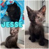 adoptable Cat in pierceton, IN named Jesse - SR3