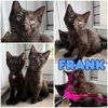 adoptable Cat in pierceton, IN named Frank - SR3