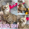 adoptable Cat in , IN named Baby Boo