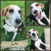 adoptable Dog in pierceton, IN named Lilo