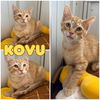 adoptable Cat in pierceton, IN named Kovu