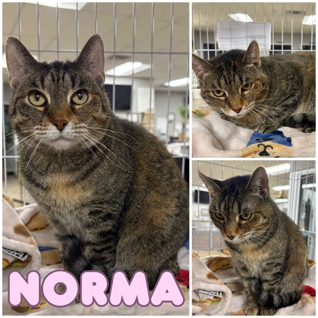 adoptable Cat in Pierceton, IN named Norma - Silo