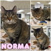 adoptable Cat in pierceton, IN named Norma