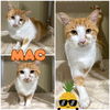 adoptable Cat in pierceton, IN named Mac
