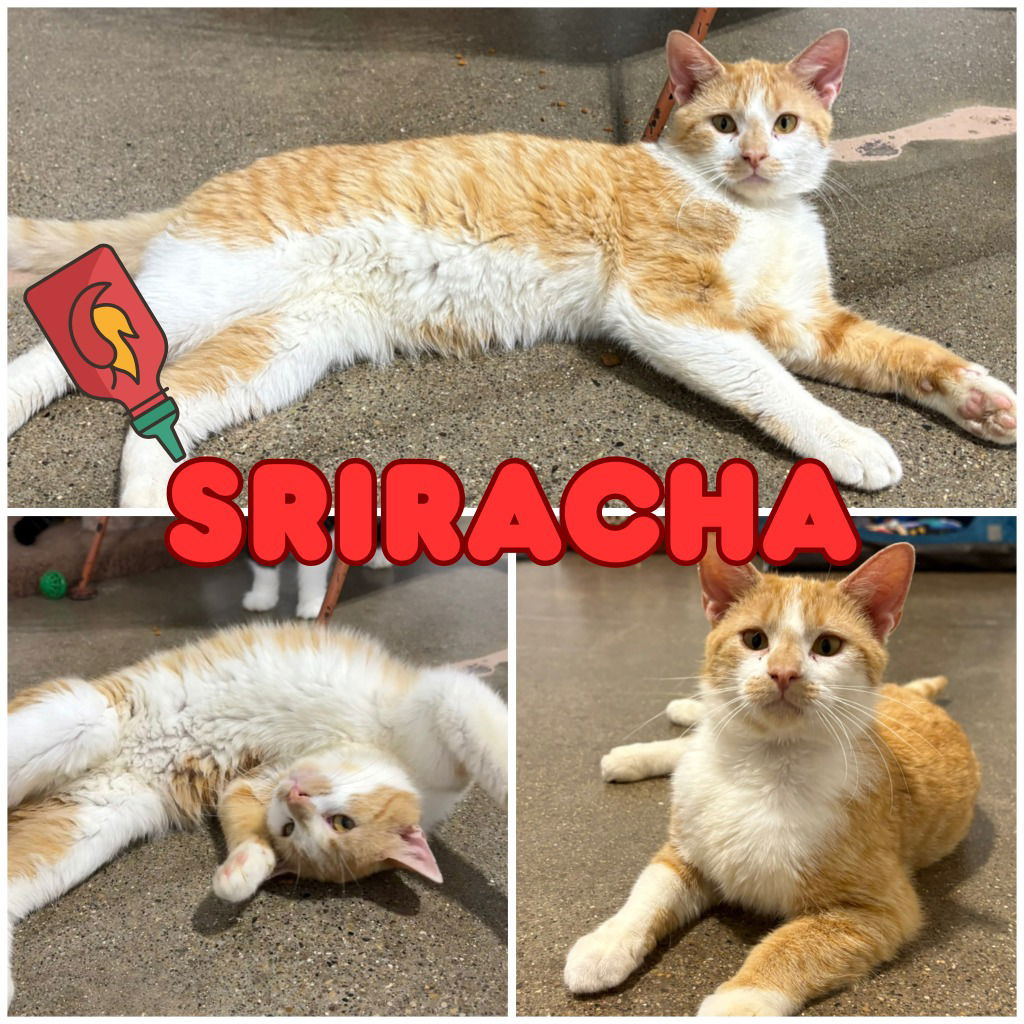 adoptable Cat in Pierceton, IN named Sriracha