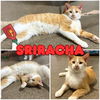 adoptable Cat in pierceton, IN named Sriracha