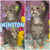 adoptable Cat in  named Winston - SPONSORED