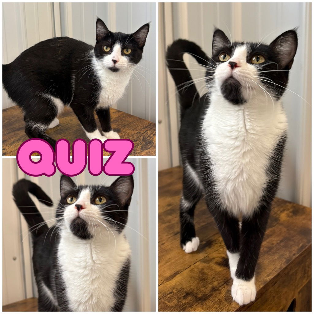 adoptable Cat in Pierceton, IN named Quiz