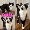 adoptable Cat in  named Quiz