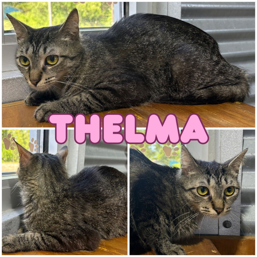 adoptable Cat in Pierceton, IN named Thelma - Silo