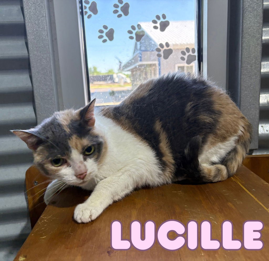 adoptable Cat in Pierceton, IN named Lucille - Silo