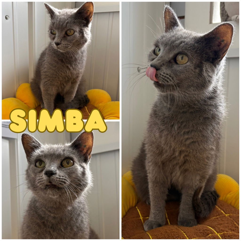 adoptable Cat in Pierceton, IN named Simba - SPONSORED