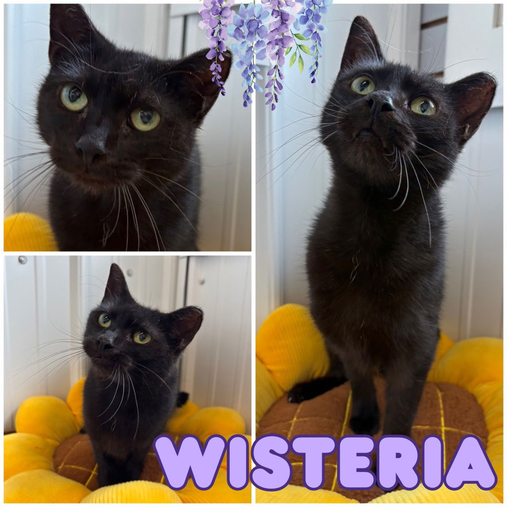 adoptable Cat in Pierceton, IN named Wisteria