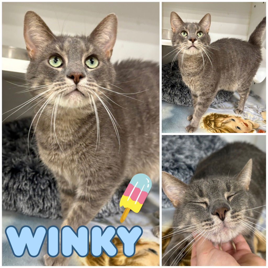 adoptable Cat in Pierceton, IN named Winky - Front Declawed